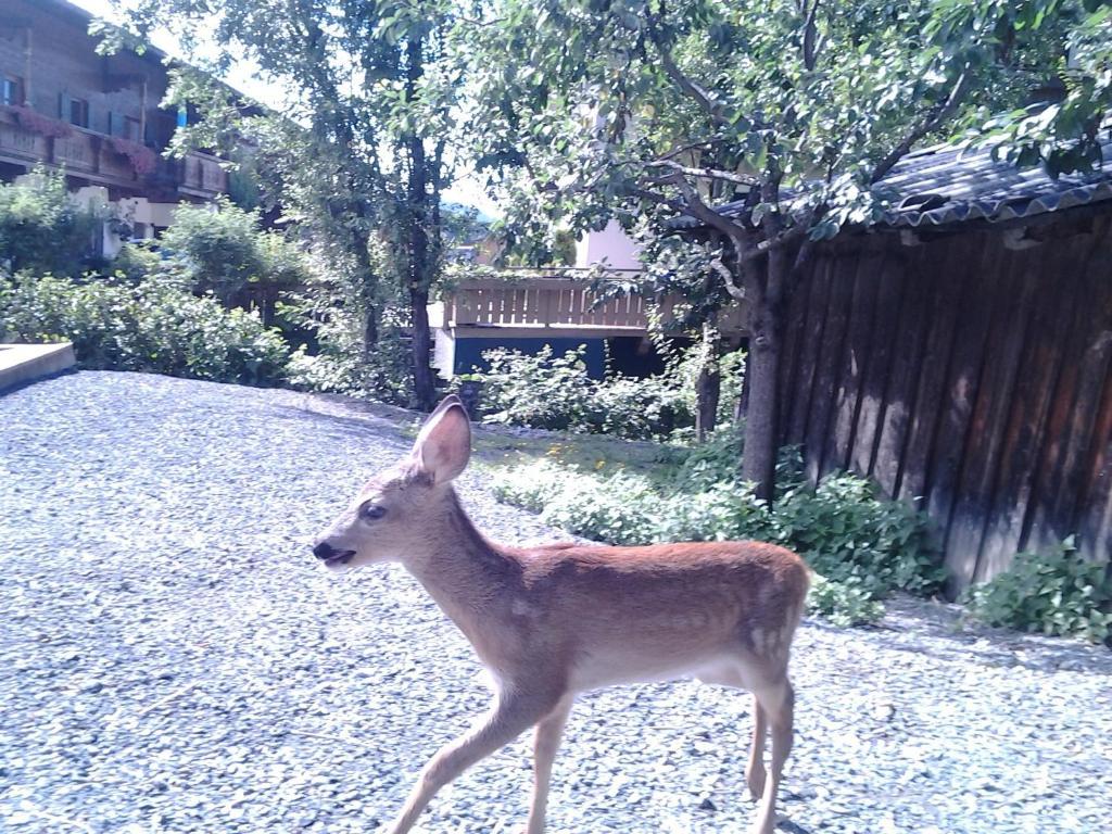 Bodenhof Ferienwohnungen フィーバーブルン エクステリア 写真